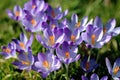 Crocuses blooming in early spring Royalty Free Stock Photo