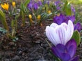 Crocuses are blooming in the garden. banner with white with violet stripes and purple spring flowers. place for text. Template for Royalty Free Stock Photo