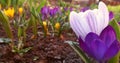 Crocuses are blooming in the garden. banner with white with violet stripes and purple spring flowers. place for text. Template for Royalty Free Stock Photo