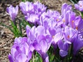 Crocuses blooming