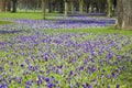 Crocuses blooming in park. Dark purple crocuses bloom in spring in the park Hofgarten, Dusseldorf, Germany