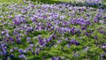 Crocuses blooming in park. Light and dark purple crocuses bloom in spring in park Hofgarten, Dusseldorf, Germany. Flower carpet Royalty Free Stock Photo