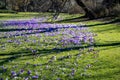 Crocuses blooming in park. Light and dark purple crocuses bloom in spring in the park Hofgarten, Dusseldorf, Germany Royalty Free Stock Photo