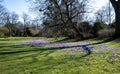 Crocuses blooming in park. Light and dark purple crocuses bloom in spring in the park Hofgarten, Dusseldorf, Germany Royalty Free Stock Photo