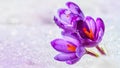 Crocuses - blooming purple flowers making their way from under the snow in early spring Royalty Free Stock Photo