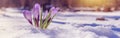 Crocuses - blooming purple flowers making their way from under the snow in early spring Royalty Free Stock Photo