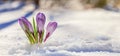 Crocuses - blooming purple flowers making their way from under the snow in early spring Royalty Free Stock Photo