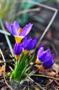 Crocuses blooming in spring