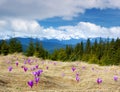 Crocuses blossoming in mountains