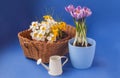 Crocuses on a blue background Royalty Free Stock Photo