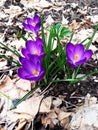 Crocuses. Blue crocuses. Crocuses growing in spring. saffron