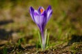 Crocuses in Chocholowska valley, Tatra Mountain, Poland