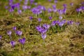 Crocuses in Chocholowska valley, Tatra Mountain, Poland