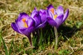 Crocuses in Chocholowska valley, Tatra Mountains, Poland