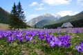 Crocuses in Chocholowska valley, Tatra Mountains, Poland