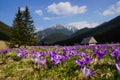 Crocuses in Chocholowska valley, Tatra Mountains, Poland