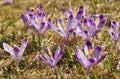 Crocuses in Chocholowska valley, Tatra Mountains, Poland