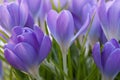 Crocuses Royalty Free Stock Photo