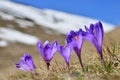 Crocus flowers