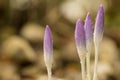 Crocuses covered in rain drops Royalty Free Stock Photo