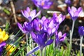 Crocuses (Crocus) in spring Royalty Free Stock Photo