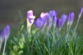 Crocuses (Crocus) in spring Royalty Free Stock Photo