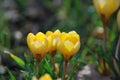 Crocuses (Crocus) in spring Royalty Free Stock Photo