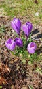 Crocuses 6