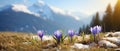 Crocuses Emerging from Melting Snow in Sunny Mountain Meadow Royalty Free Stock Photo