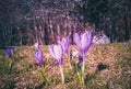 Crocuses, the first high mountain flowers after the snow melts