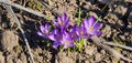 Crocuses. First spring flowers