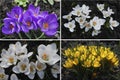 collage - delicate lilac crocuses first spring flowers