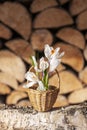 Crocuses first spring flowers in a small basket on firewood background