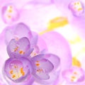 Crocuses flower background template Royalty Free Stock Photo