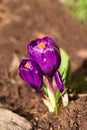 Crocuses flowers Royalty Free Stock Photo