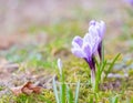 Crocuses flowers Royalty Free Stock Photo