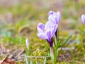 Crocuses flowers Royalty Free Stock Photo