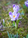 Crocuses flowers Royalty Free Stock Photo