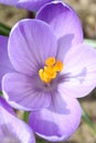 Crocuses flowers Crocus, blooming in natural conditions. Close-up. Macro.