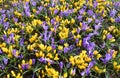 Crocuses flowers