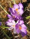 Crocuses in the garden in the spring sun