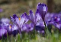 Crocuses Glade. Three nearest flower in sharpness. Royalty Free Stock Photo