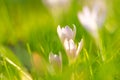 Crocuses in the grass