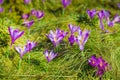 Crocuses on green grass. Spring is comming.