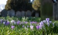Crocuses growing amongst tombstones in the graveyard at St Nicholas Church on the River Thames at Chiswick in west London UK