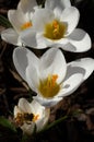 Crocuses growing in mulch Royalty Free Stock Photo