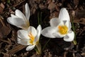 Crocuses growing in mulch Royalty Free Stock Photo