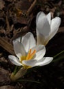 Crocuses growing in mulch Royalty Free Stock Photo