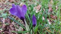 Crocuses are the harbingers of spring. Purple blossoms in close-up. Royalty Free Stock Photo