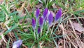 Crocuses are the harbingers of spring. Purple buds in close-up. Royalty Free Stock Photo